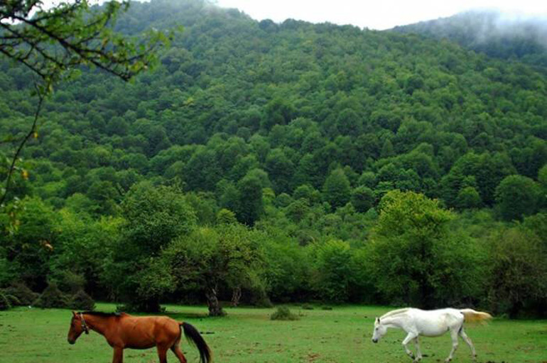 جنگل الیمستان در آمل؛ نحوه دسترسی به جنگل و دیدنی های بکر آن