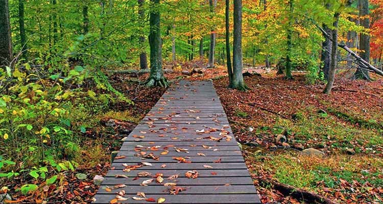 جنگل گیسوم؛ مسیرهای دسترسی، آب و هوا و جاهای دیدنی این جنگل شمالی