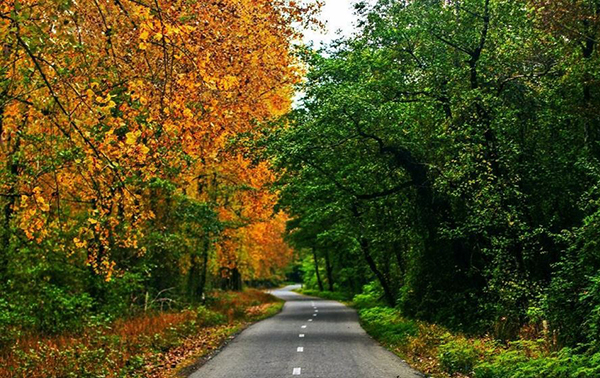 جنگل گیسوم؛ مسیرهای دسترسی، آب و هوا و جاهای دیدنی این جنگل شمالی
