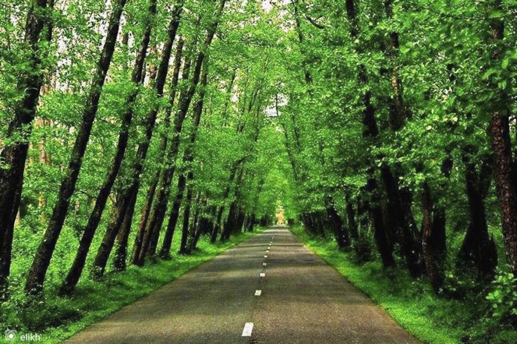 جنگل گیسوم؛ مسیرهای دسترسی، آب و هوا و جاهای دیدنی این جنگل شمالی