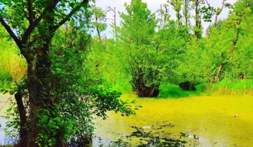 مرداب قادیکلا قائمشهر؛ بهترین مسیر دسترسی و جاهای دیدنی اطراف آن مرداب قادیکلا